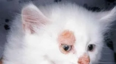 Dermatitis u mačacima: ne samo u koži